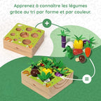 Montessori vegetable set